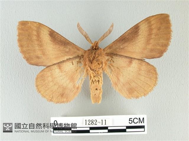 波紋枯葉蛾藏品圖，第2張