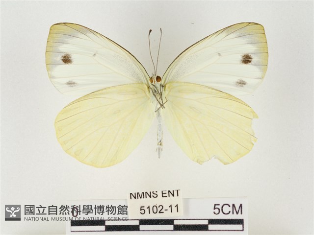 飛龍白粉蝶藏品圖，第2張