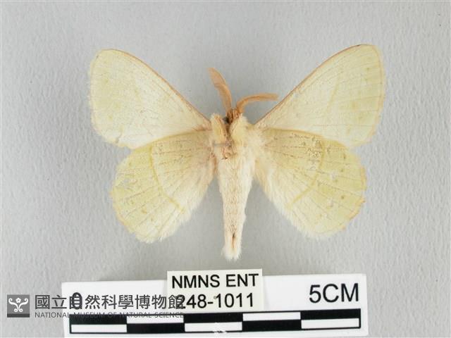 青枯葉蛾藏品圖，第2張