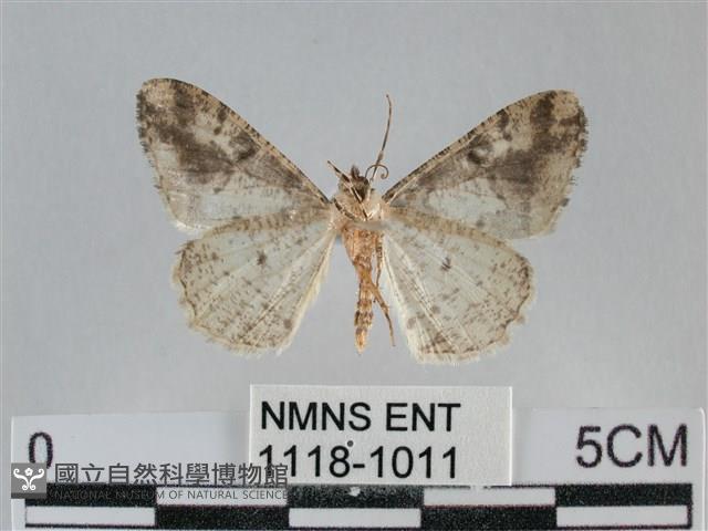 雙峰霜尺蛾藏品圖，第2張