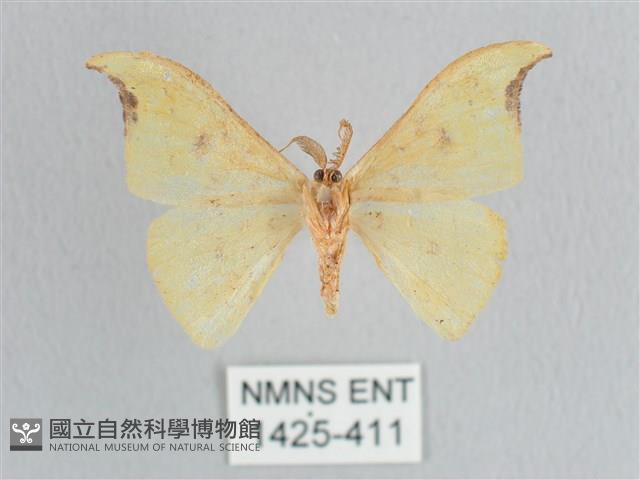 彎黑黃鉤蛾藏品圖，第2張