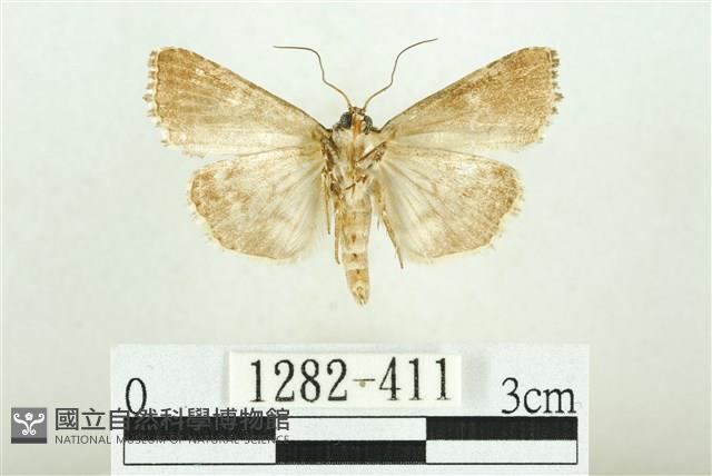 白斑散紋夜蛾藏品圖，第2張