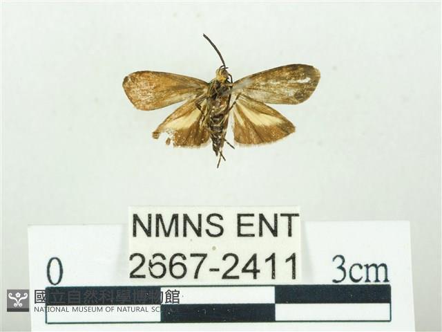 叉紋閃舞蛾藏品圖，第2張