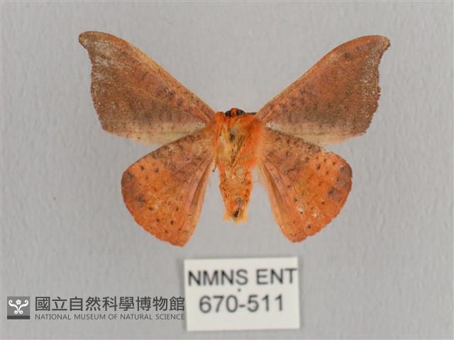 銀端帶鉤蛾藏品圖，第2張