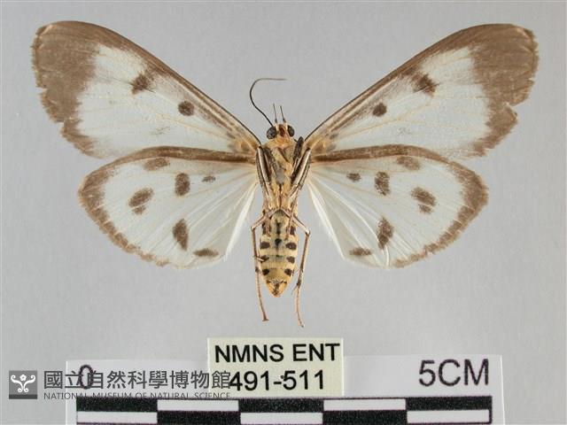 長斑擬燈蛾藏品圖，第2張