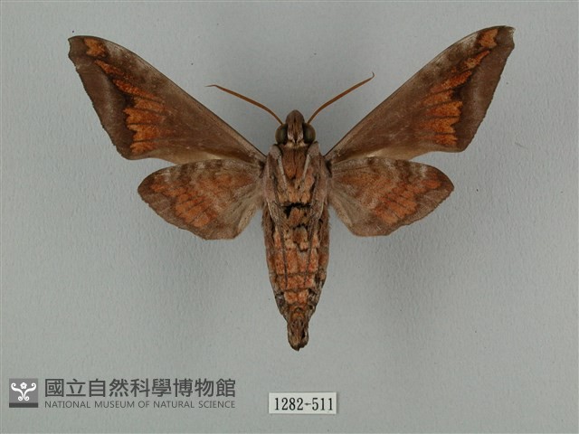 全緣缺角天蛾藏品圖，第2張