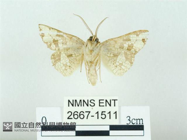 琉球雲紋網蛾藏品圖，第2張