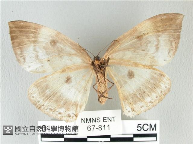 圓翅大鉤蛾藏品圖，第2張