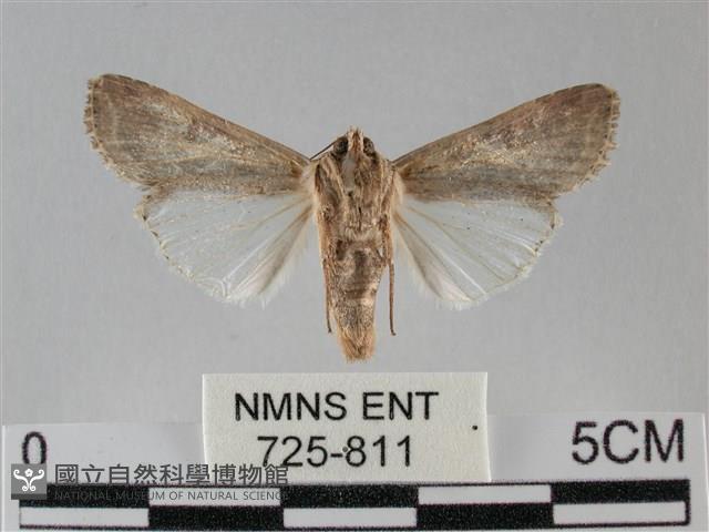 斜紋夜盜蛾藏品圖，第2張