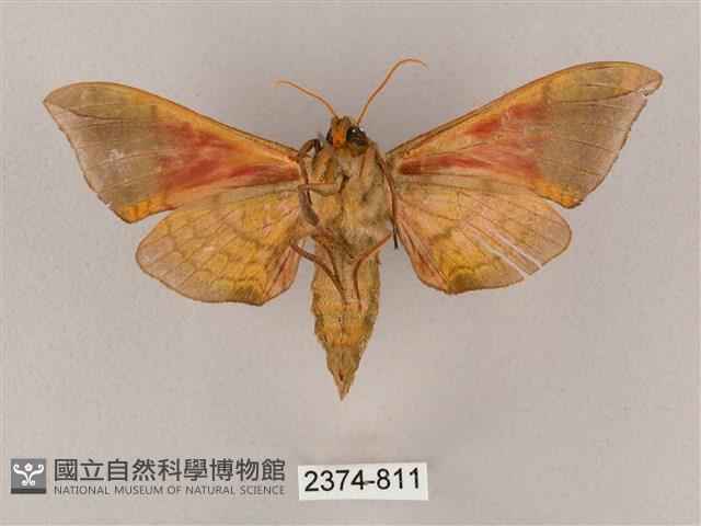 榆綠天蛾藏品圖，第2張