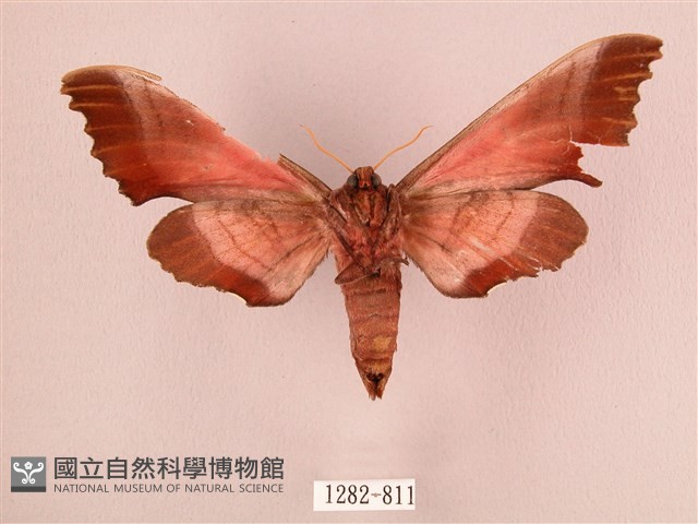 桃紅六點天蛾藏品圖，第2張