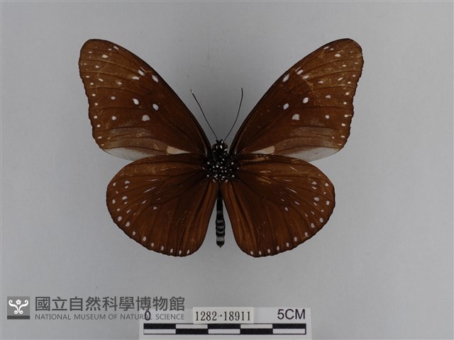 異紋紫斑蝶藏品圖，第2張