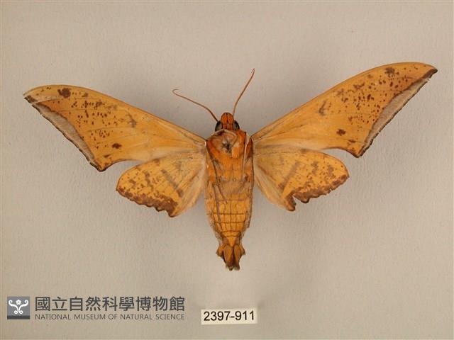 臺灣鷹翅天蛾藏品圖，第2張