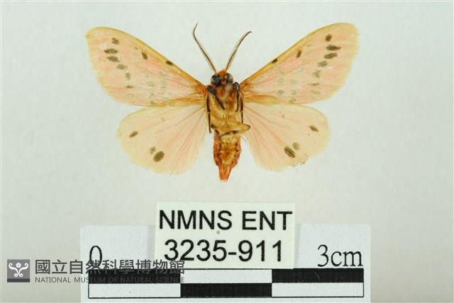 三條橙燈蛾藏品圖，第2張