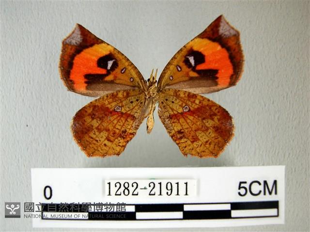 錨紋蛾藏品圖，第2張