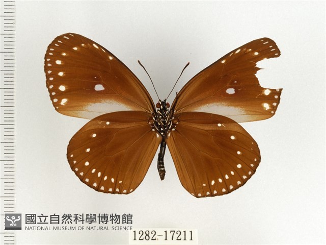 小紫斑蝶藏品圖，第2張