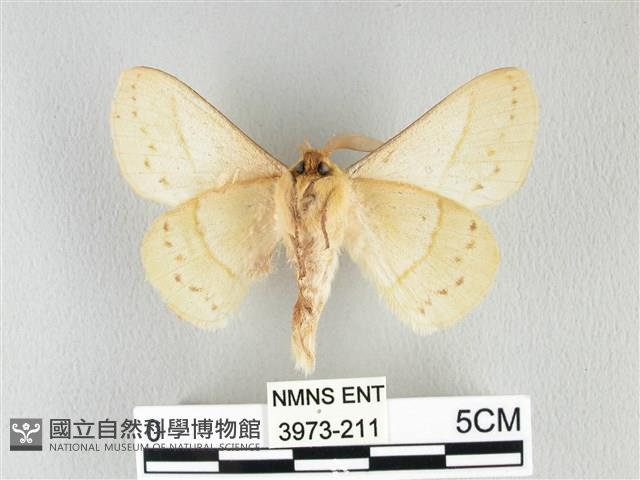 青枯葉蛾藏品圖，第2張