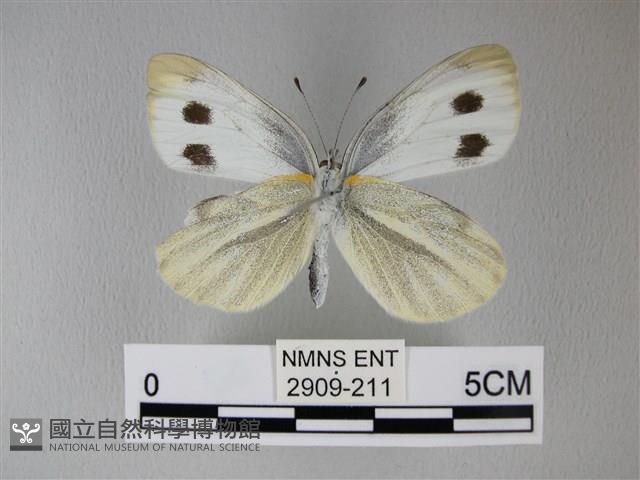 緣點白粉蝶藏品圖，第2張