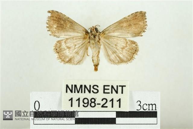 白斑散紋夜蛾藏品圖，第2張