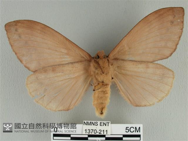 波紋枯葉蛾藏品圖，第2張