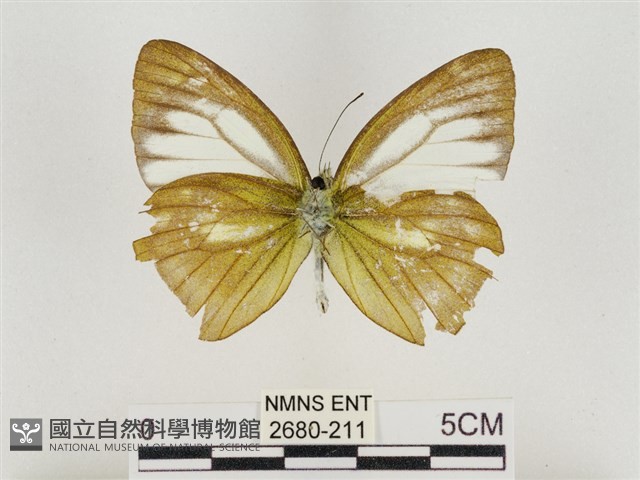 淡褐脈粉蝶藏品圖，第2張