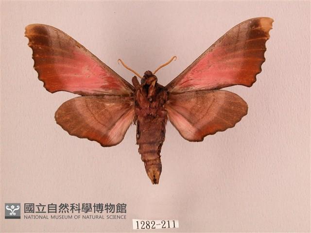 桃紅六點天蛾藏品圖，第2張