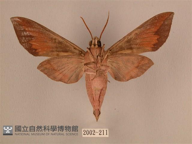 背中白天蛾藏品圖，第2張