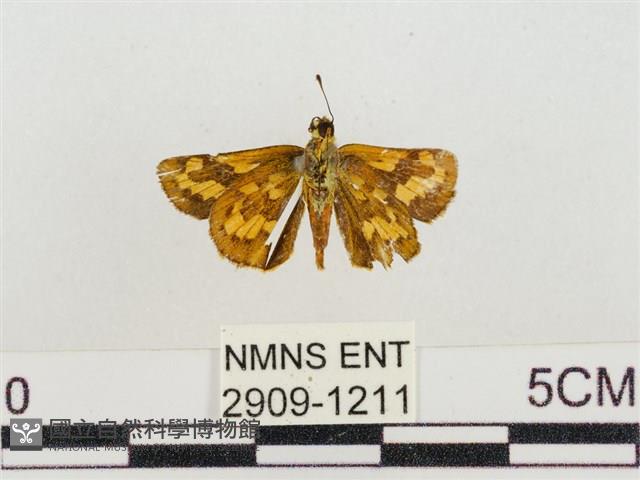 墨子黃斑弄蝶藏品圖，第2張