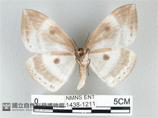 圓翅大鉤蛾藏品圖，第2張