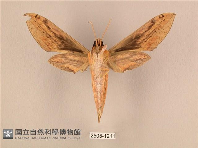 棕綠背線天蛾藏品圖，第2張