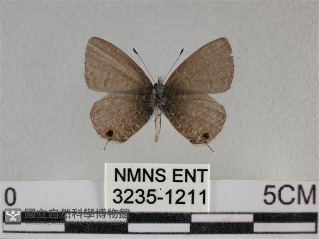 波灰蝶藏品圖，第2張