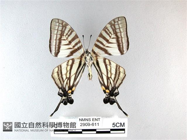 劍鳳蝶藏品圖，第2張