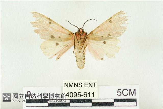 棍棒污燈蛾藏品圖，第2張