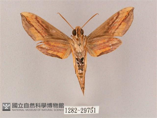 斜綠天蛾藏品圖，第2張