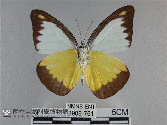 異色尖粉蝶藏品圖，第2張