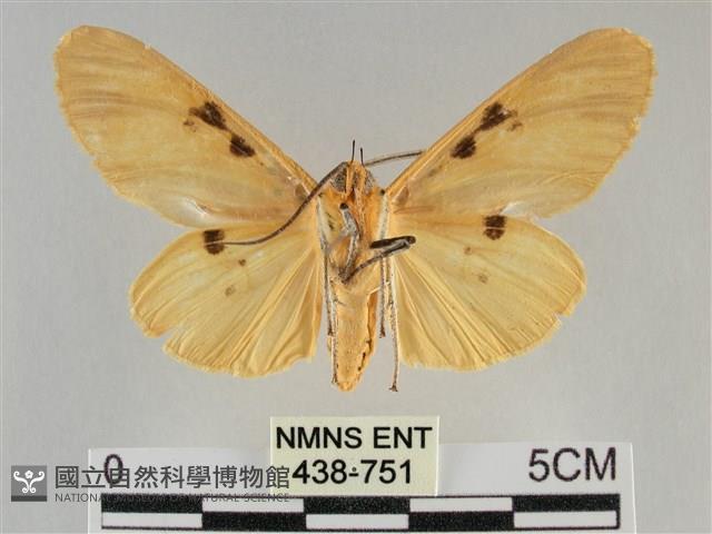 橙擬燈蛾藏品圖，第2張