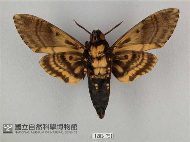 鬼臉天蛾藏品圖，第2張