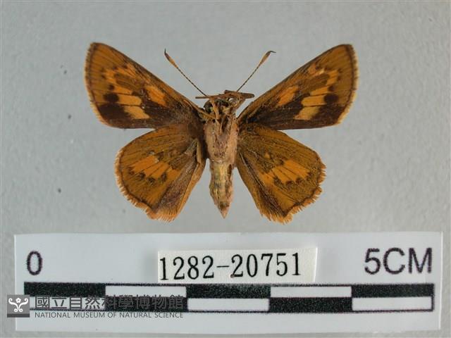 竹橙斑弄蝶藏品圖，第2張