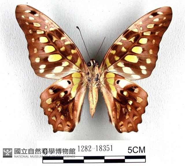 翠斑青鳳蝶藏品圖，第2張