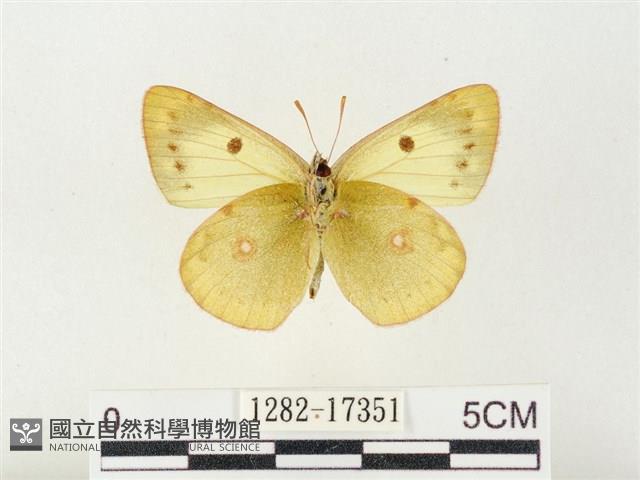 紋黃粉蝶藏品圖，第2張