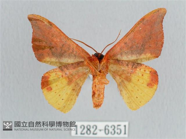 銀端帶鉤蛾藏品圖，第2張