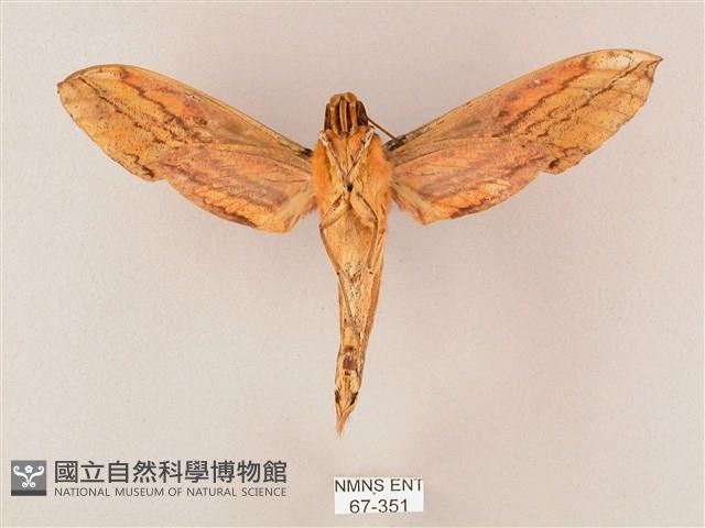 綠背斜紋天蛾藏品圖，第2張