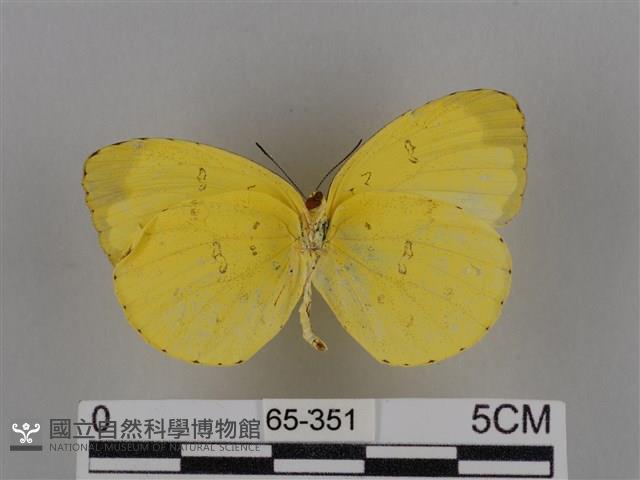 亮色黃蝶藏品圖，第2張