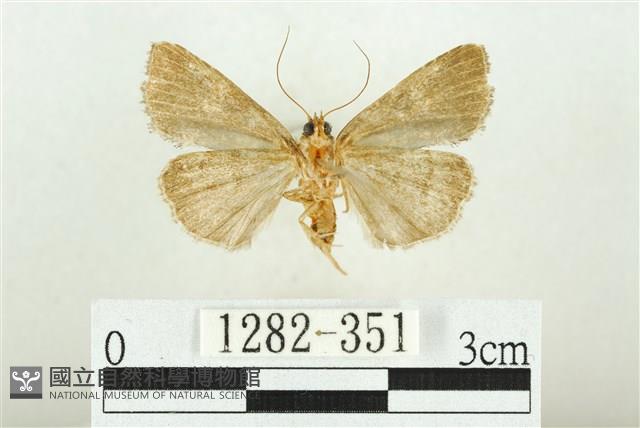 白斑散紋夜蛾藏品圖，第2張