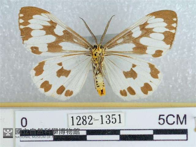 粉蝶燈蛾藏品圖，第2張