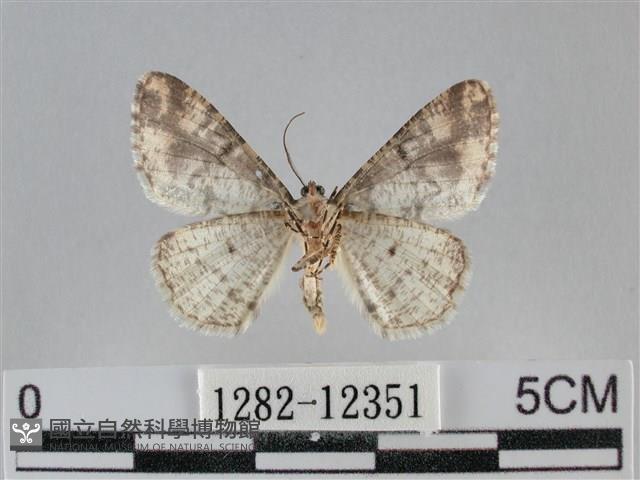 雙峰霜尺蛾藏品圖，第2張