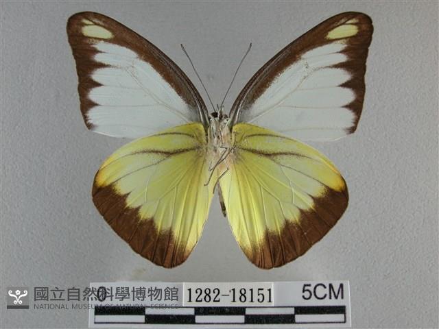 異色尖粉蝶藏品圖，第2張