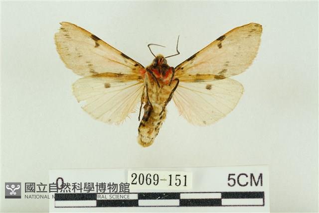 棍棒污燈蛾藏品圖，第2張