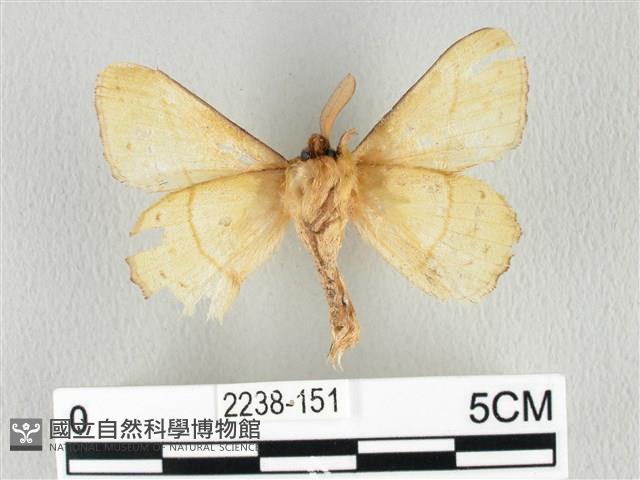 青枯葉蛾藏品圖，第2張