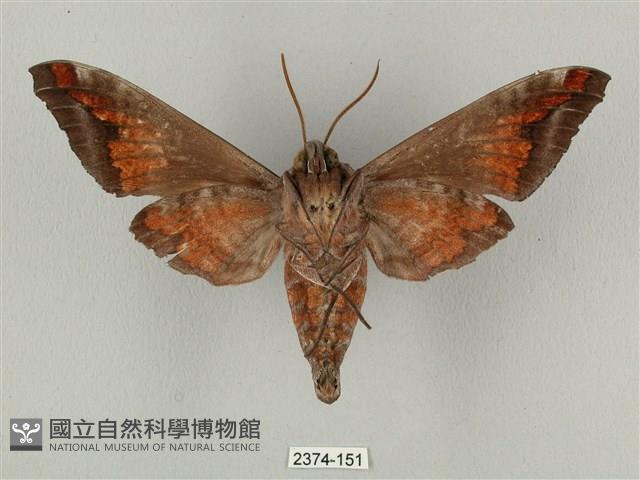 全緣缺角天蛾藏品圖，第2張